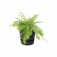 ELHO Balkonkasten „Greenville“, Ø25 Cm, Schwarz – Bild 8