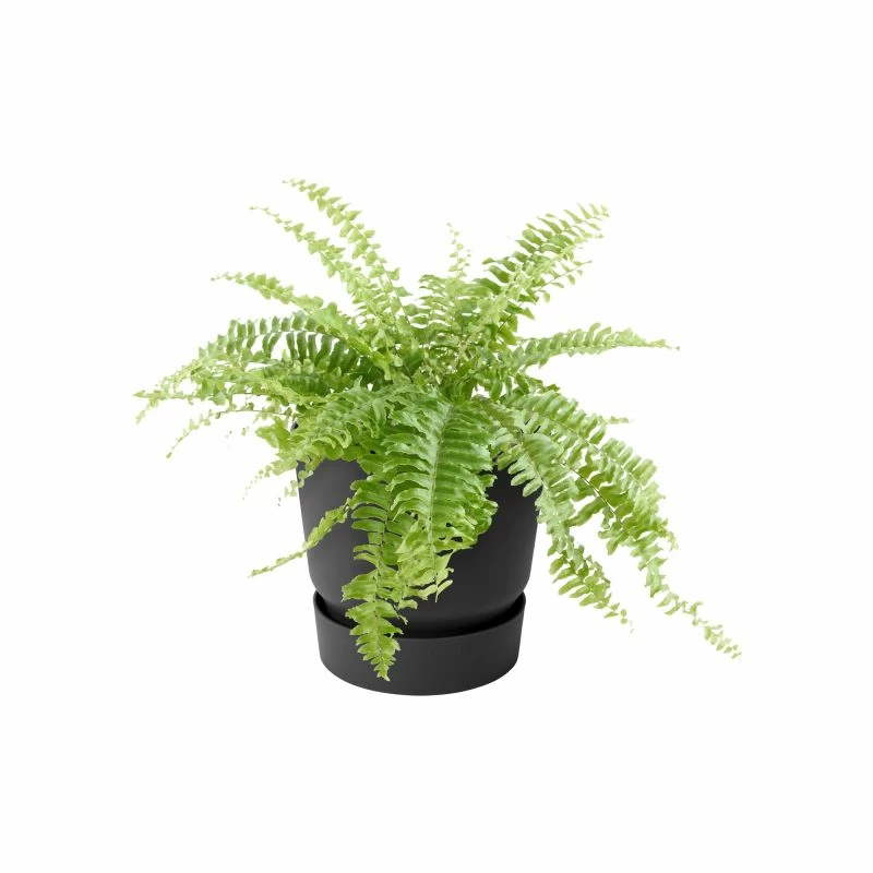 ELHO Balkonkasten „Greenville“, Ø25 Cm, Schwarz – Bild 3