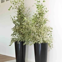 EURO3PLAST Pflanzgefäß „Tuit“, Ø33 Cm, Schwarz – Bild 8