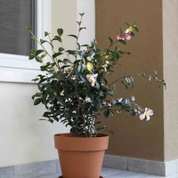 EURO3PLAST Pflanzgefäß „Mitu Pac“, 100 Cm, Anthrazit – Bild 10